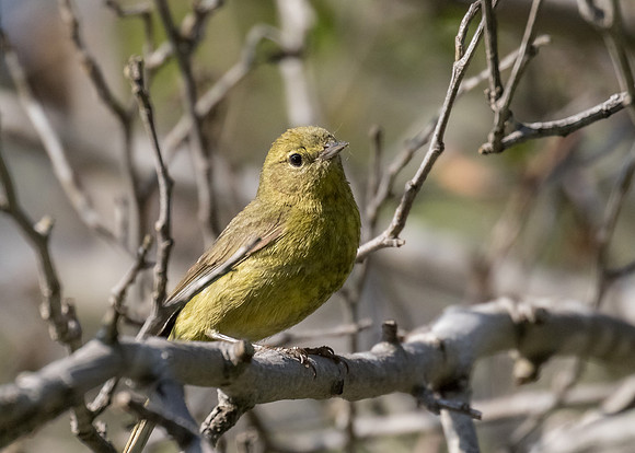 Orange-crowned Warbler