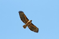 Red-tailed Hawk