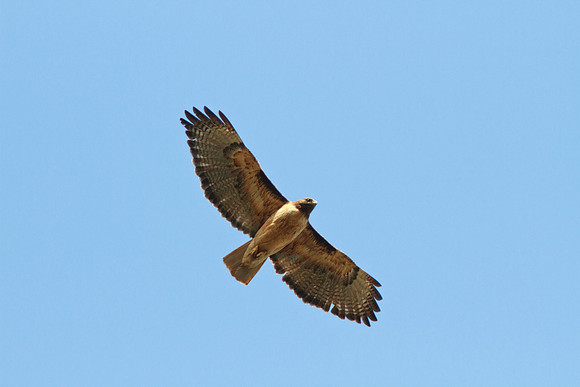 Red-tailed Hawk