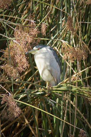 birds-irv-0985