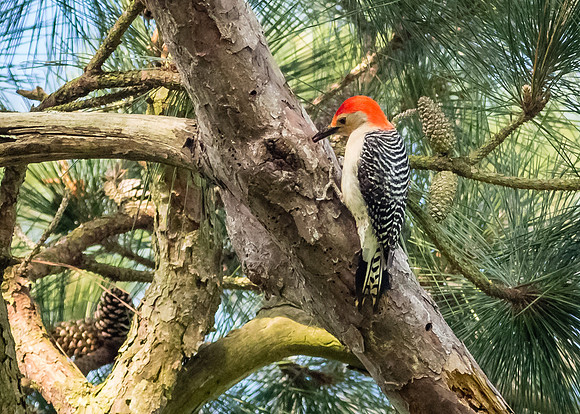 Red-bellied Woodpecker