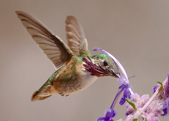 Calliope Hummingbird