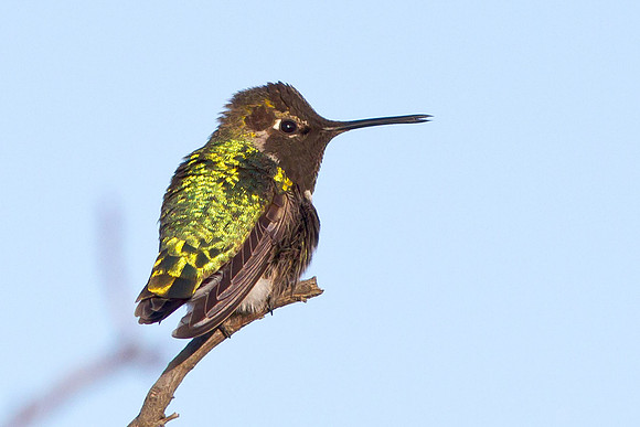 Anna's Hummingbird