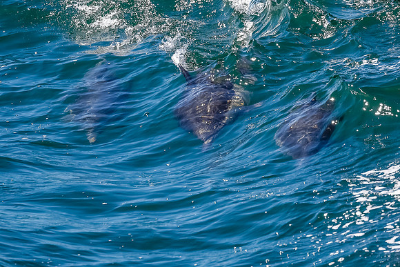 NB-whale watching-5646