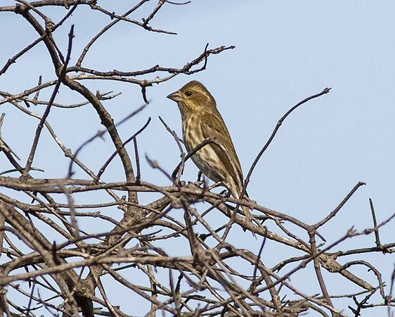 Female Purpple Finch
