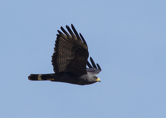 Zone-tailed Hawk