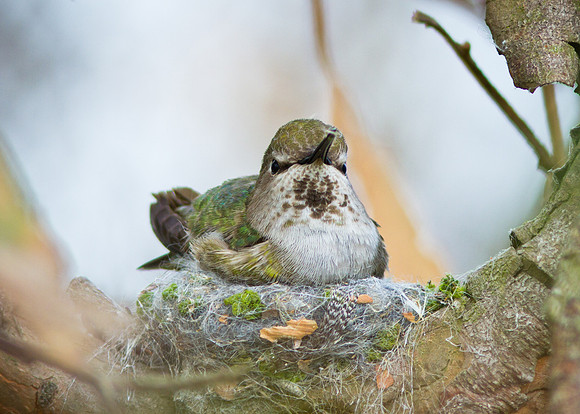Anna's Hummingbird