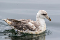 Northern Fulmar