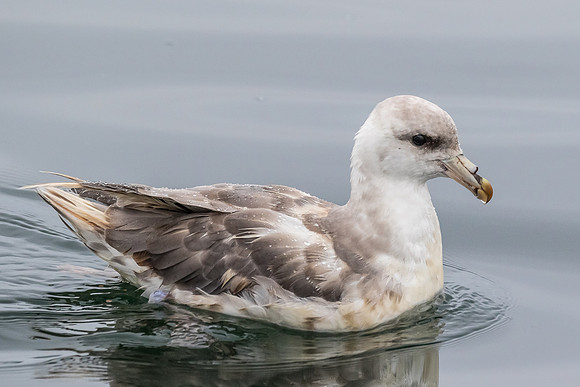 Northern Fulmar