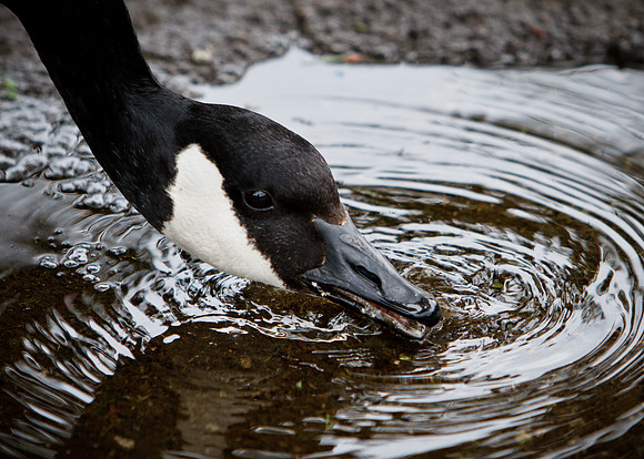 Water break - Canadian Goose