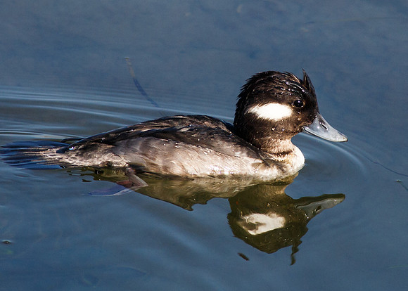 Female Bufflehead