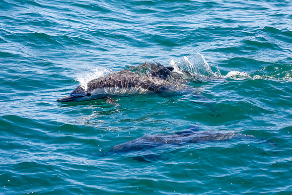 NB-whale watching-5614