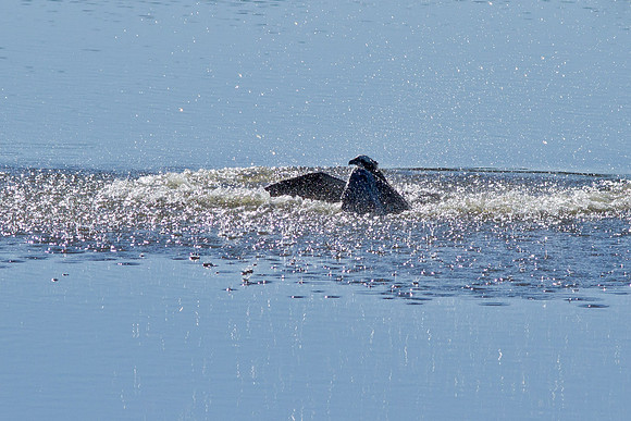 BolsaChica-Nov25-9956