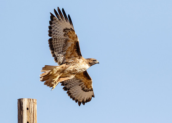 Red-tailed Launch  II