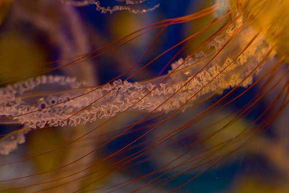LB-Aquarium-0439