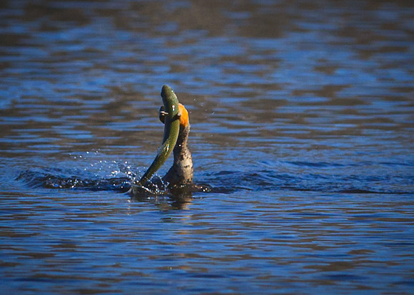 Fresh Trout meal