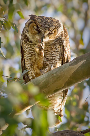 Claw to Beak