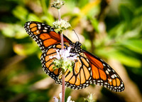 Monarch Butterfly