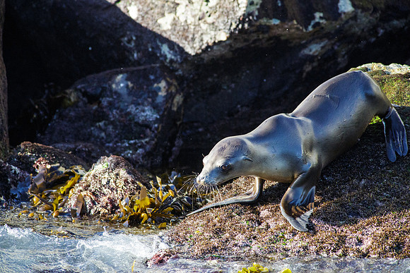 OC-Dana Point Pelagic 2014-5783