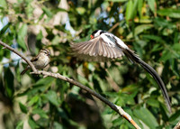 HB-CentralPark-2012-2574