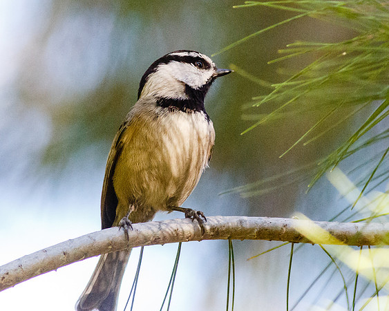 Mountain Chickadee