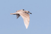 Glaucous-winged gull