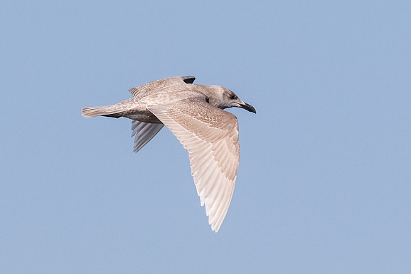 Glaucous-winged gull