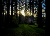 Light on the forest floor..