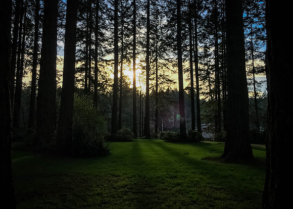 Light on the forest floor..