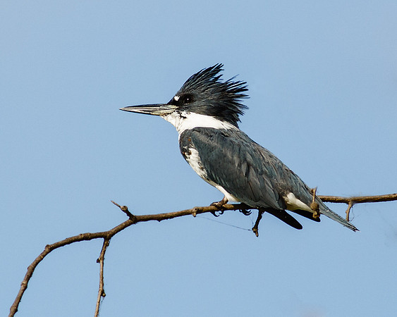 Belted Kingfisher
