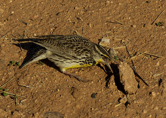 AZ-Scottsdale-13-0132