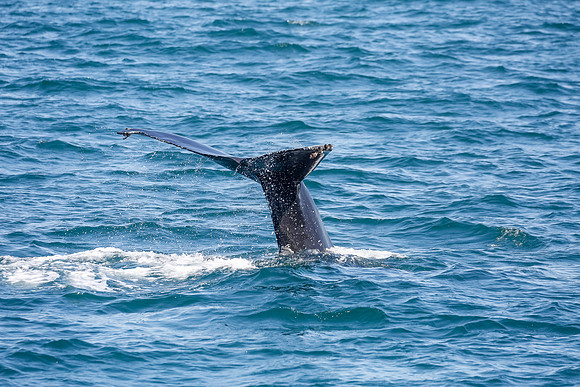 NB-whale watching-5580
