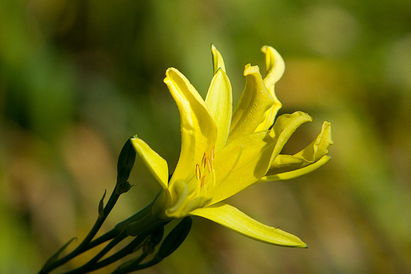 La-arboretum-120