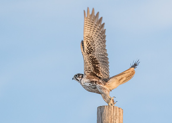 Launch into 2015