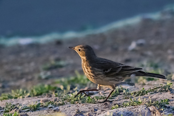 American Pipit