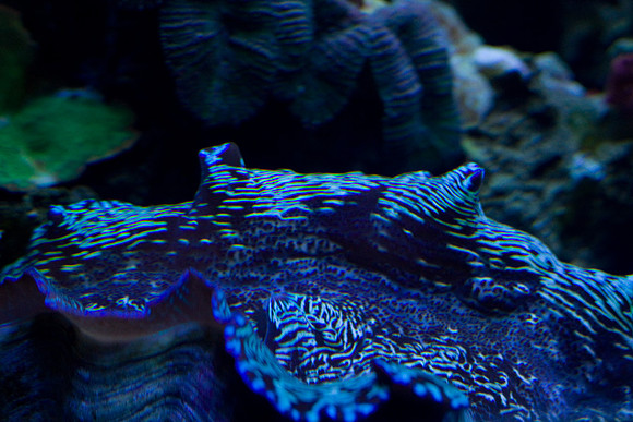LB-aquarium-0484