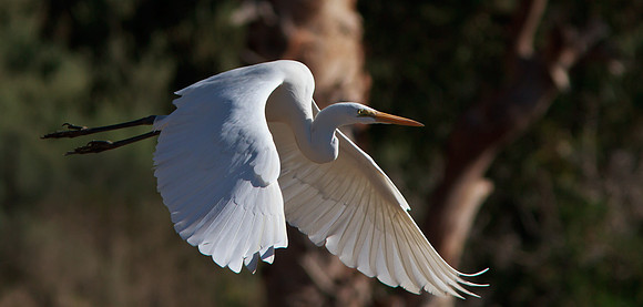 Great White Egret