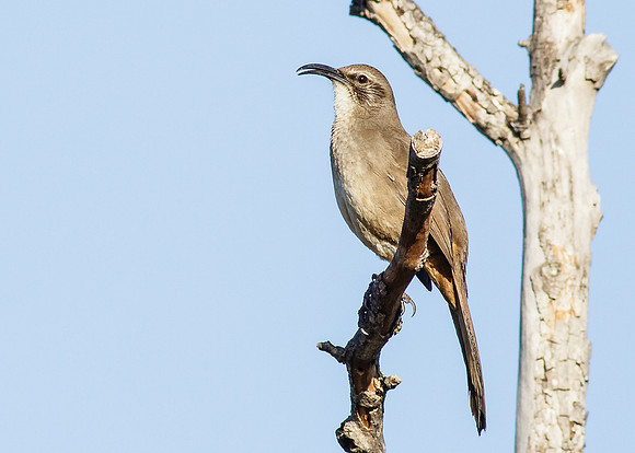 California Thrasher