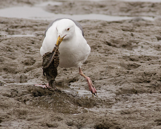 BolsaChica-2014-3970