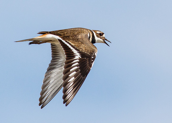 Killdeer in flight.....
