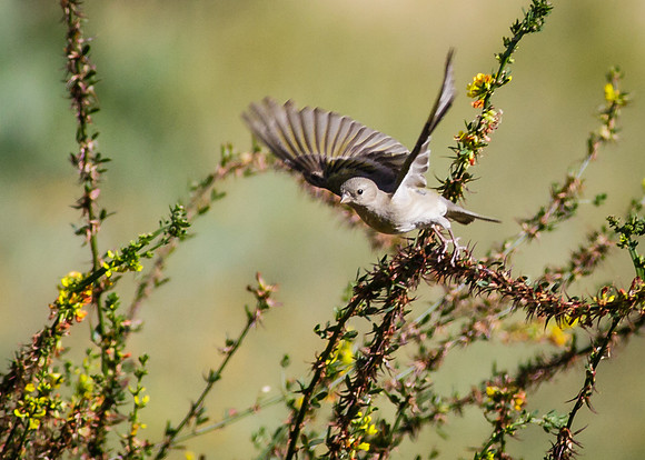 Lawrence's Goldfinch