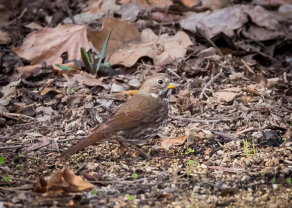 Fox Sparrow