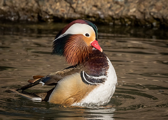 Mandarin Duck - Male