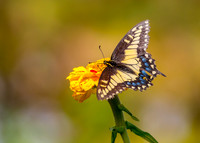 Swallowtail