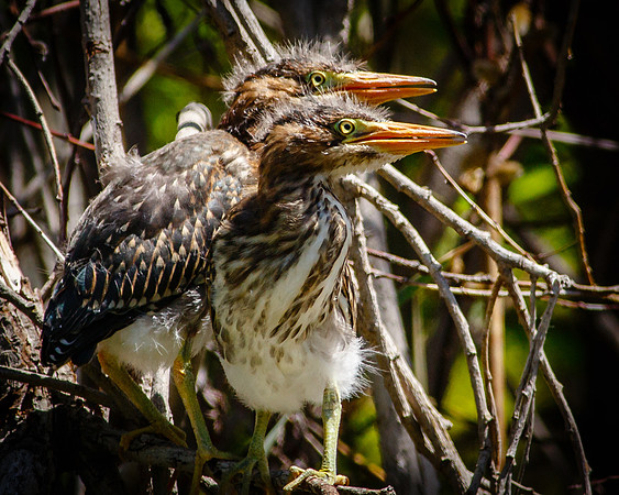 Looking for mom......