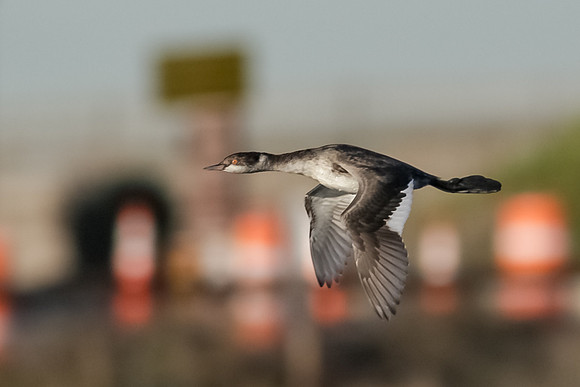 Bolsa Chica-2014-1518