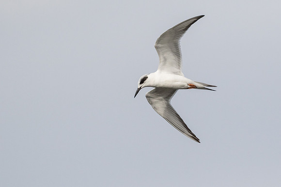 Forster's Tern