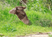 Red Tail Hawk