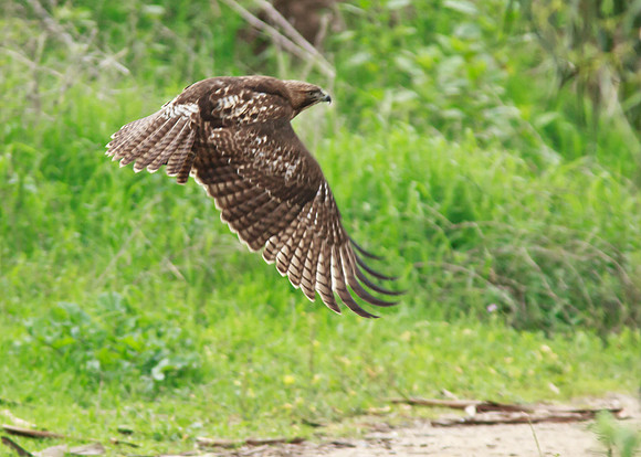 Red Tail Hawk