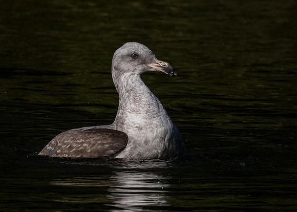 gull